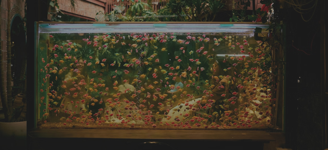 Aquarium & Large Fish Tank Sealing Applications