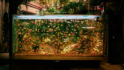 Large Glass Aquarium